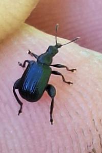 <i>Deporaus betulae</i>