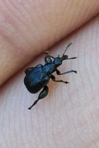 <i>Deporaus betulae</i>