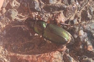 <i>Harpalus</i>