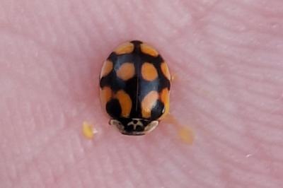 <i>Adalia decempunctata</i>