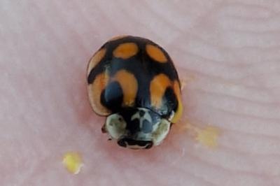 <i>Adalia decempunctata</i>