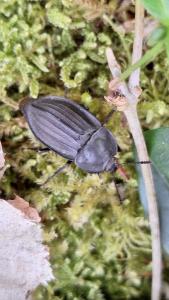 <i>Silpha carinata</i>