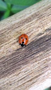 <i>Coccinella septempunctata</i>
