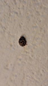 <i>Tytthaspis sedecimpunctata</i>