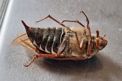 <i>Melolontha melolontha</i>