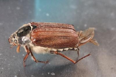 <i>Melolontha melolontha</i>