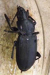 <i>Pterostichus melanarius</i>