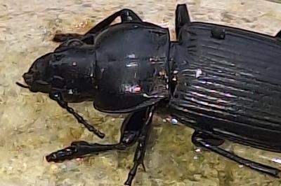 <i>Pterostichus melanarius</i>