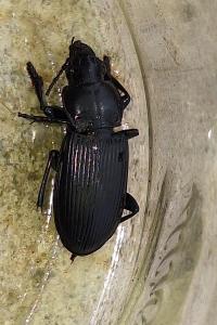 <i>Pterostichus melanarius</i>