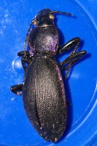 <i>Carabus violaceus</i>