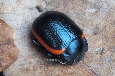 <i>Chrysolina</i>
