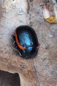 <i>Chrysolina</i>