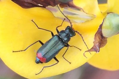 <i>Malachius bipustulatus</i>
