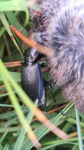 <i>Pterostichus</i>