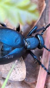 <i>Meloe violaceus</i>