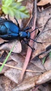 <i>Meloe violaceus</i>
