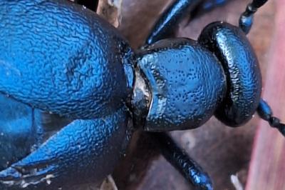 <i>Meloe violaceus</i>