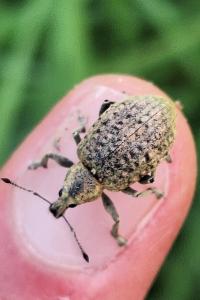 <i>Liophloeus tessulatus</i>