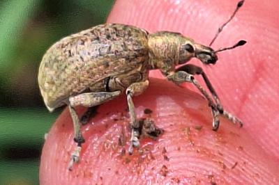<i>Liophloeus tessulatus</i>