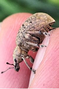 <i>Liophloeus tessulatus</i>