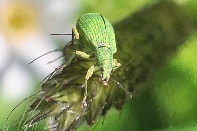 <i>Polydrusus planifrons</i>