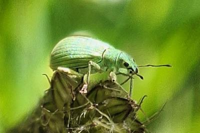 <i>Polydrusus planifrons</i>