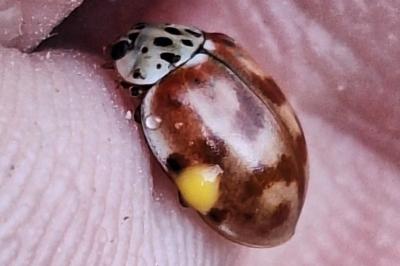 <i>Harmonia quadripunctata</i>