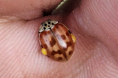 <i>Harmonia quadripunctata</i>