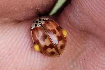 <i>Harmonia quadripunctata</i>