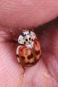 <i>Harmonia quadripunctata</i>