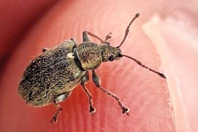 <i>Phyllobius pyri</i>