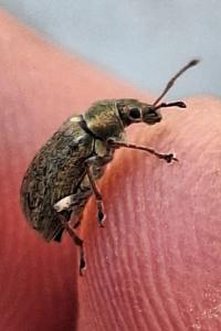 <i>Phyllobius pyri</i>