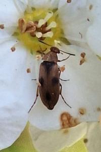 <i>Anaspis maculata</i>