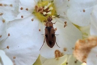 <i>Anaspis maculata</i>