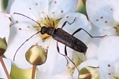 <i>Grammoptera ruficornis</i>