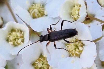 <i>Grammoptera ruficornis</i>