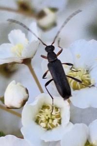 <i>Grammoptera ruficornis</i>