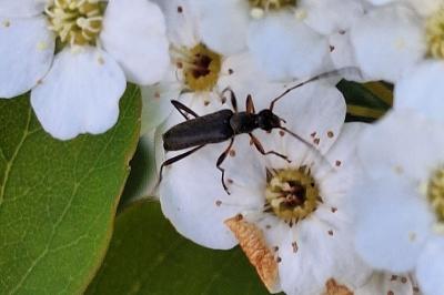 <i>Grammoptera ruficornis</i>