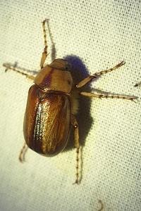 <i>Rhizotrogus aestivus</i>