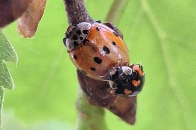 <i>Adalia decempunctata</i>