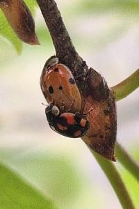<i>Adalia decempunctata</i>