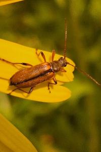 <i>Cortodera humeralis</i>