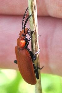 <i>Pyrochroa serraticornis</i>