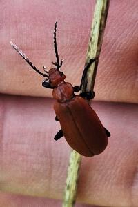 <i>Pyrochroa serraticornis</i>