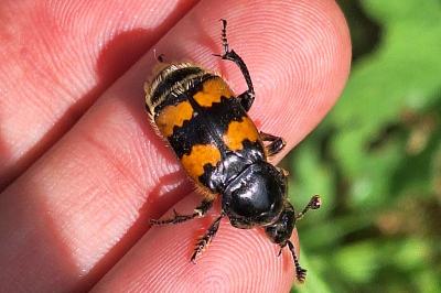 <i>Nicrophorus vespillo</i>