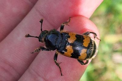 <i>Nicrophorus vespillo</i>