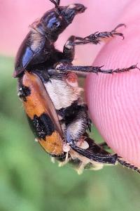 <i>Nicrophorus vespillo</i>