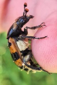 <i>Nicrophorus vespillo</i>