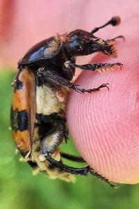 <i>Nicrophorus vespillo</i>