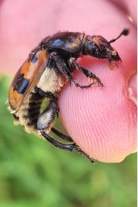 <i>Nicrophorus vespillo</i>